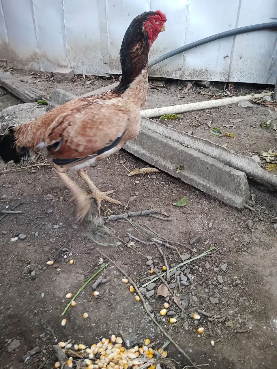 Galinha  - Foto 3