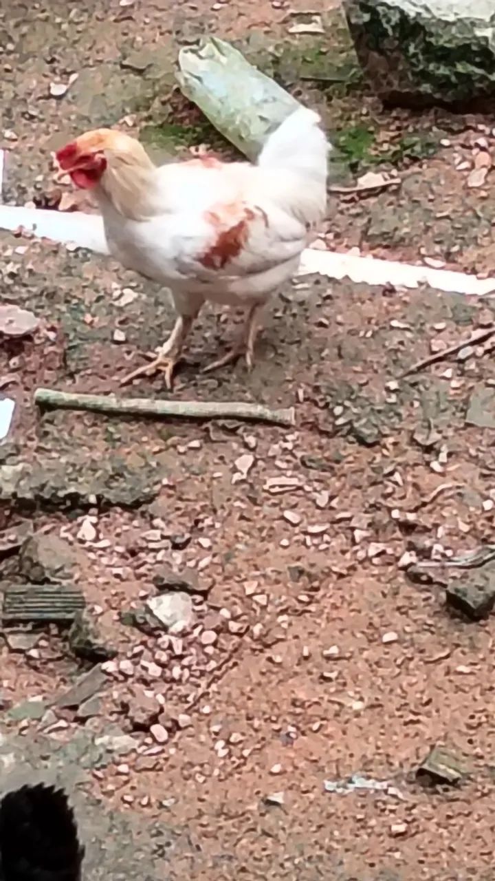 Vendo galos e galinhas