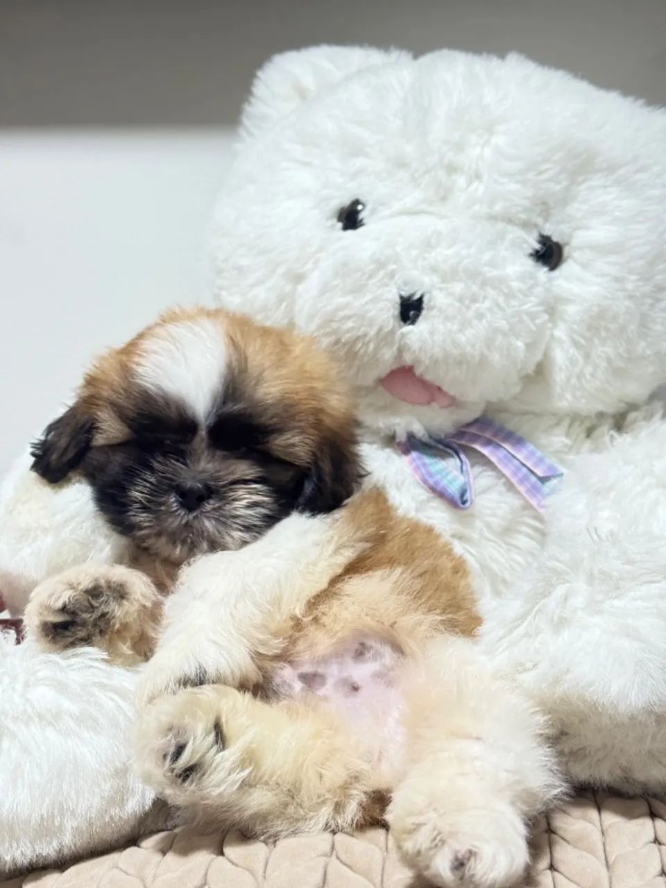 Shih Tzu filhote - pequeno é muito docil