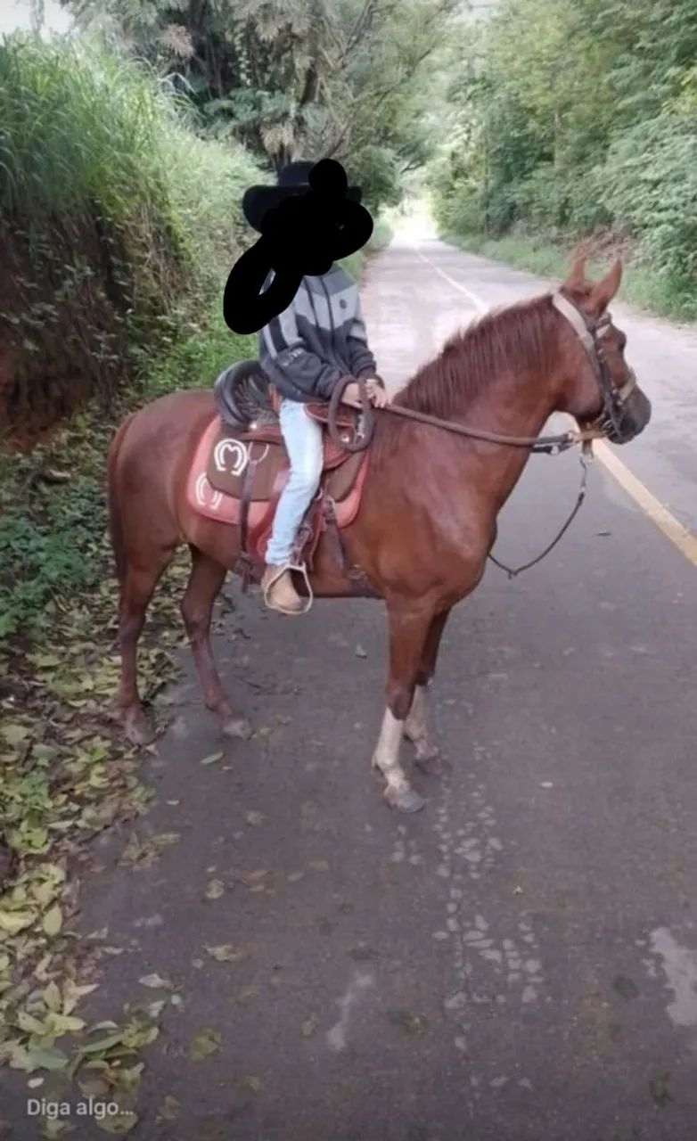 Burro morro vermelho 50dias 