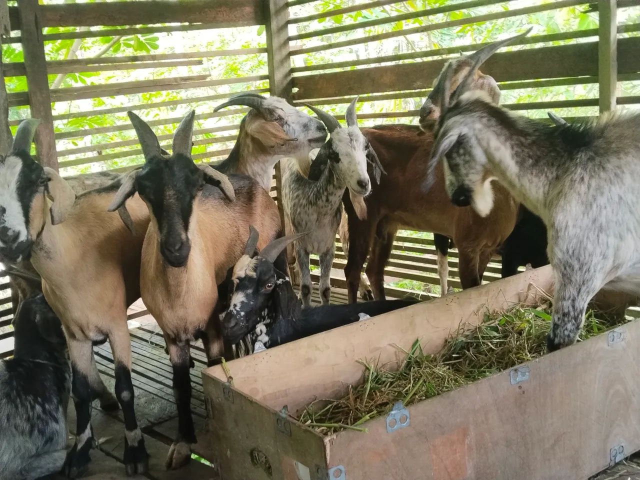 Venda de bodes