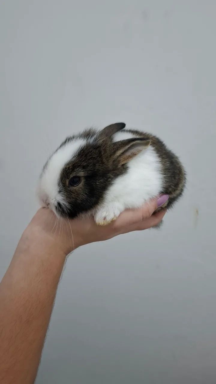 COELHOS - Foto 5