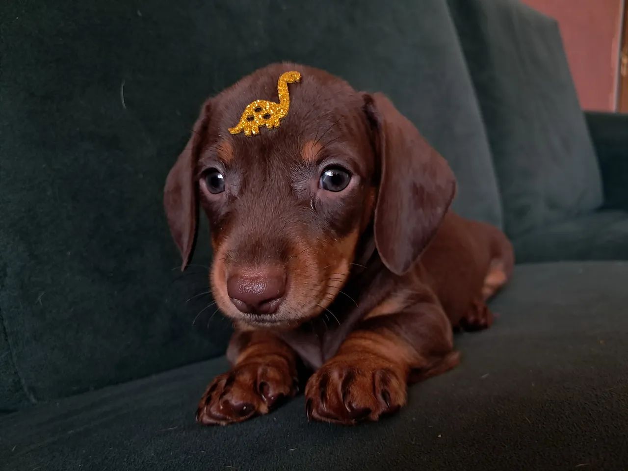 Filhotes de dachshund salsichinha - Foto 3