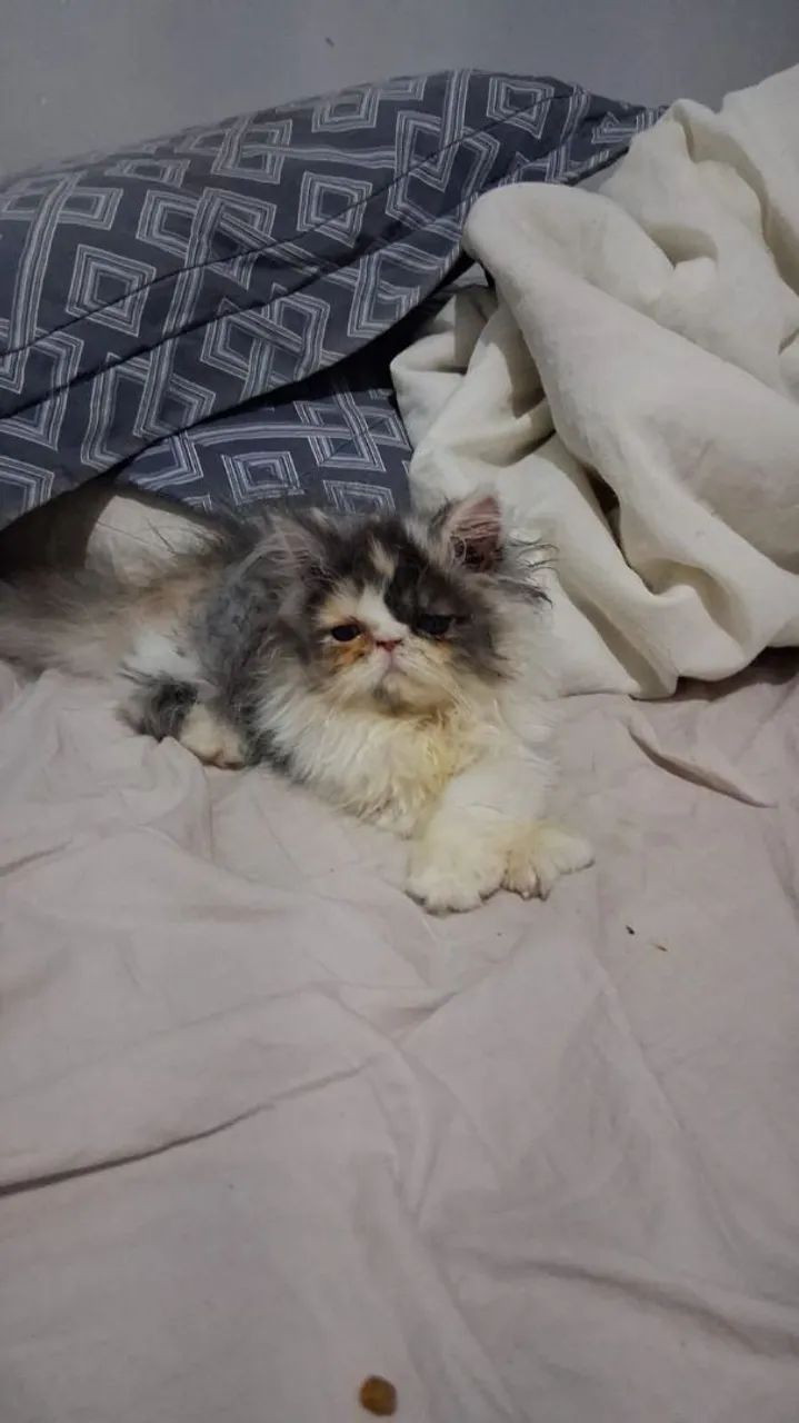 Filhote de persa  - Foto 2