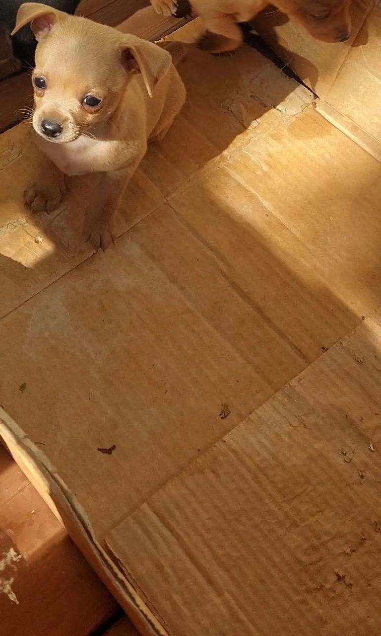 PINSCHER MACHO  - Foto 3