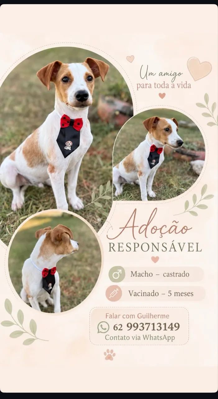 Adoção responsável  - Foto 2