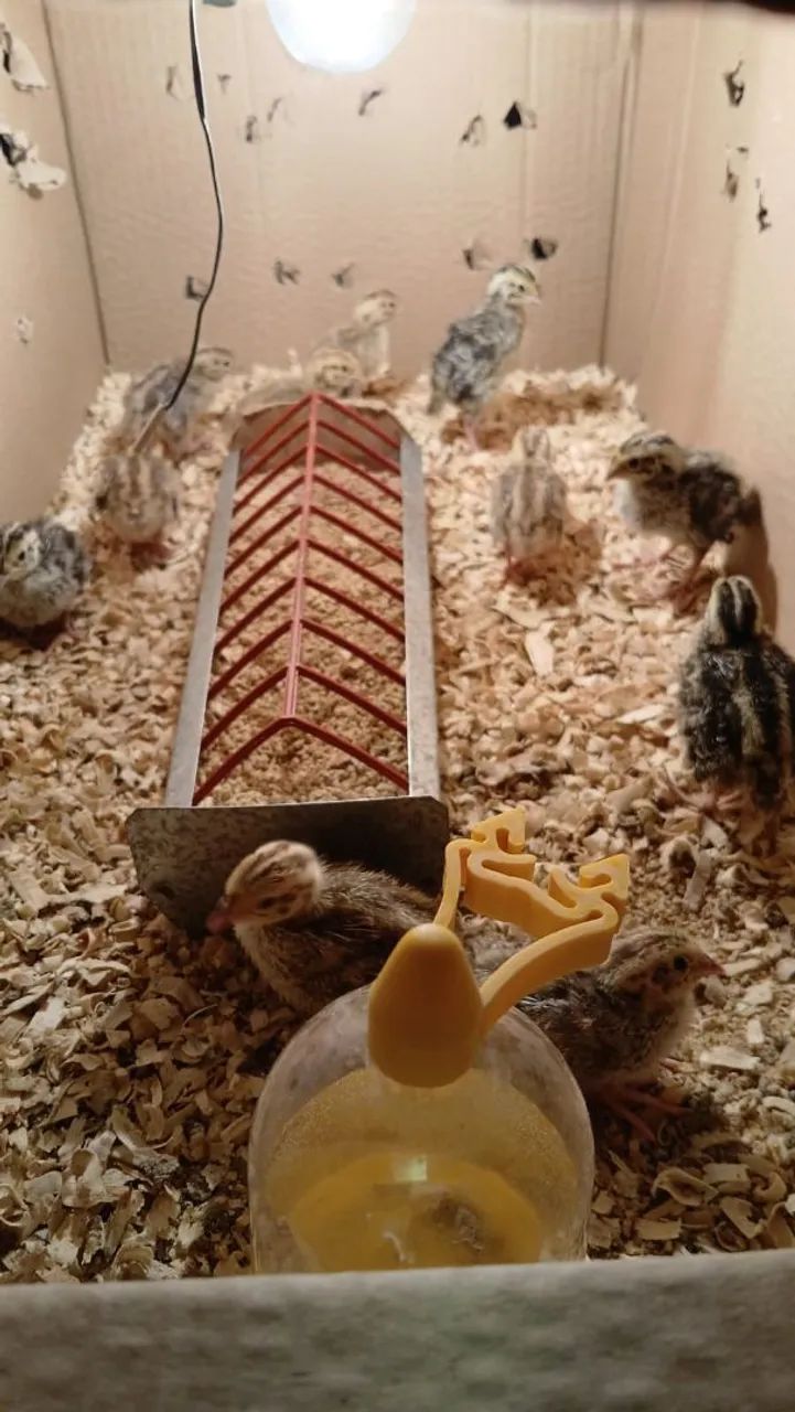 codornas japonesas e gigantes  - Foto 2