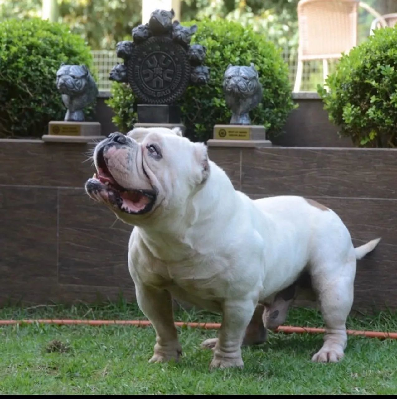 American bully  - Foto 3