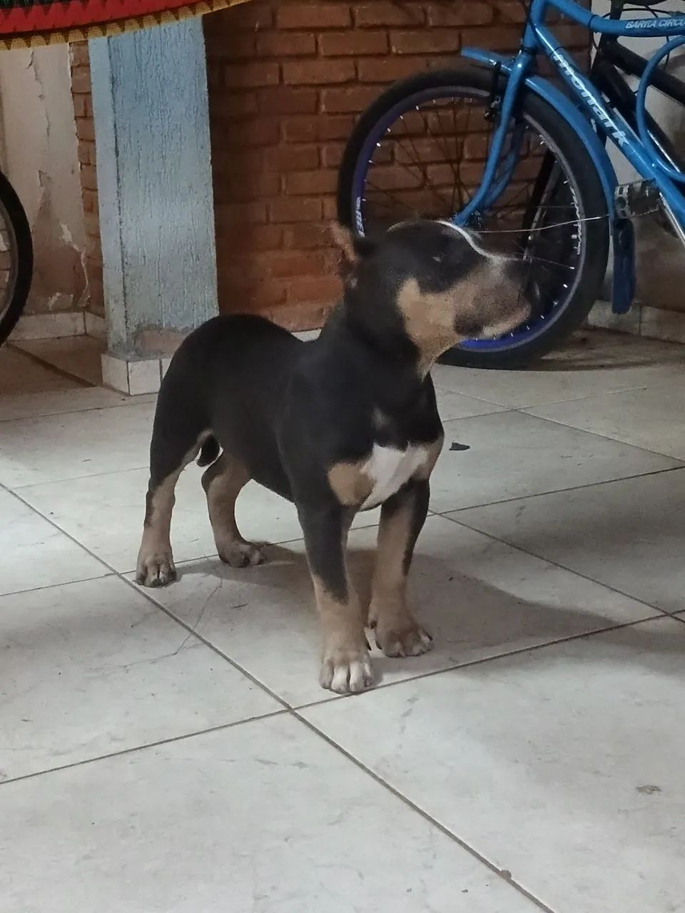 Cachorro  - Foto 3