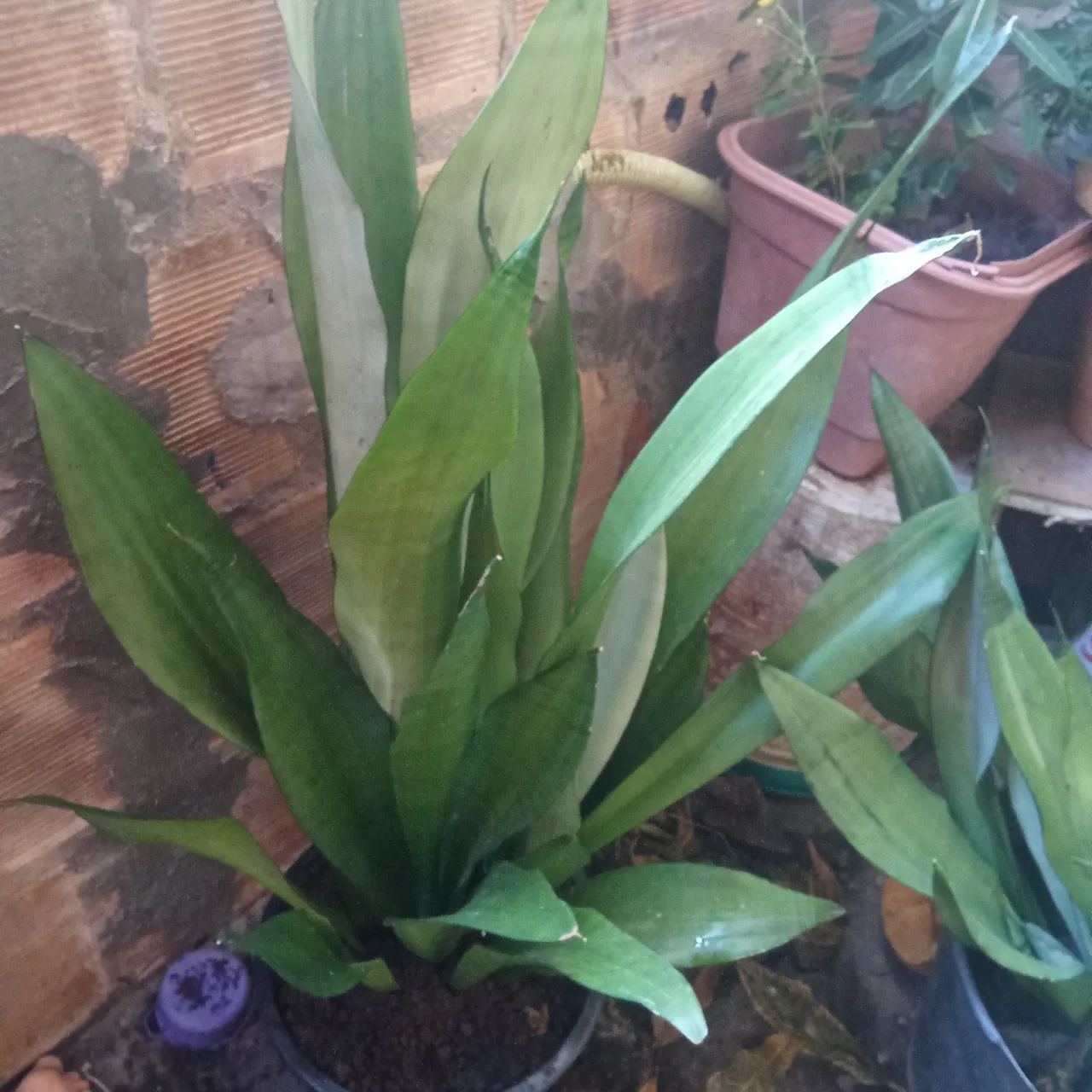Plantas  - Foto 2
