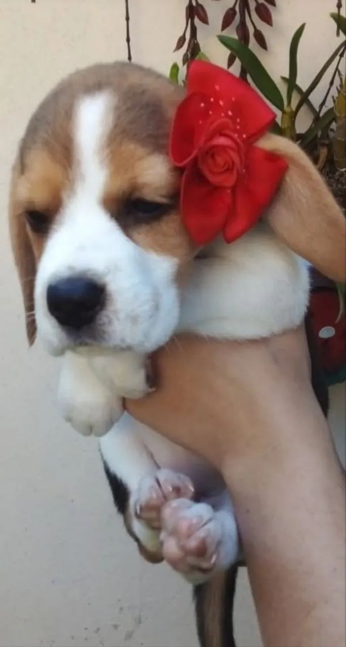 Filhotes de Beagles  - Foto 2