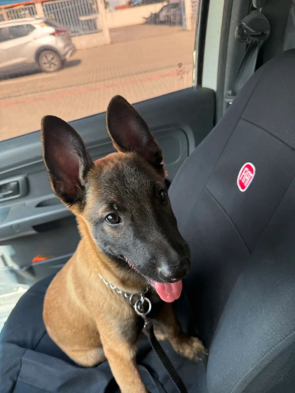 Pastor malinois 