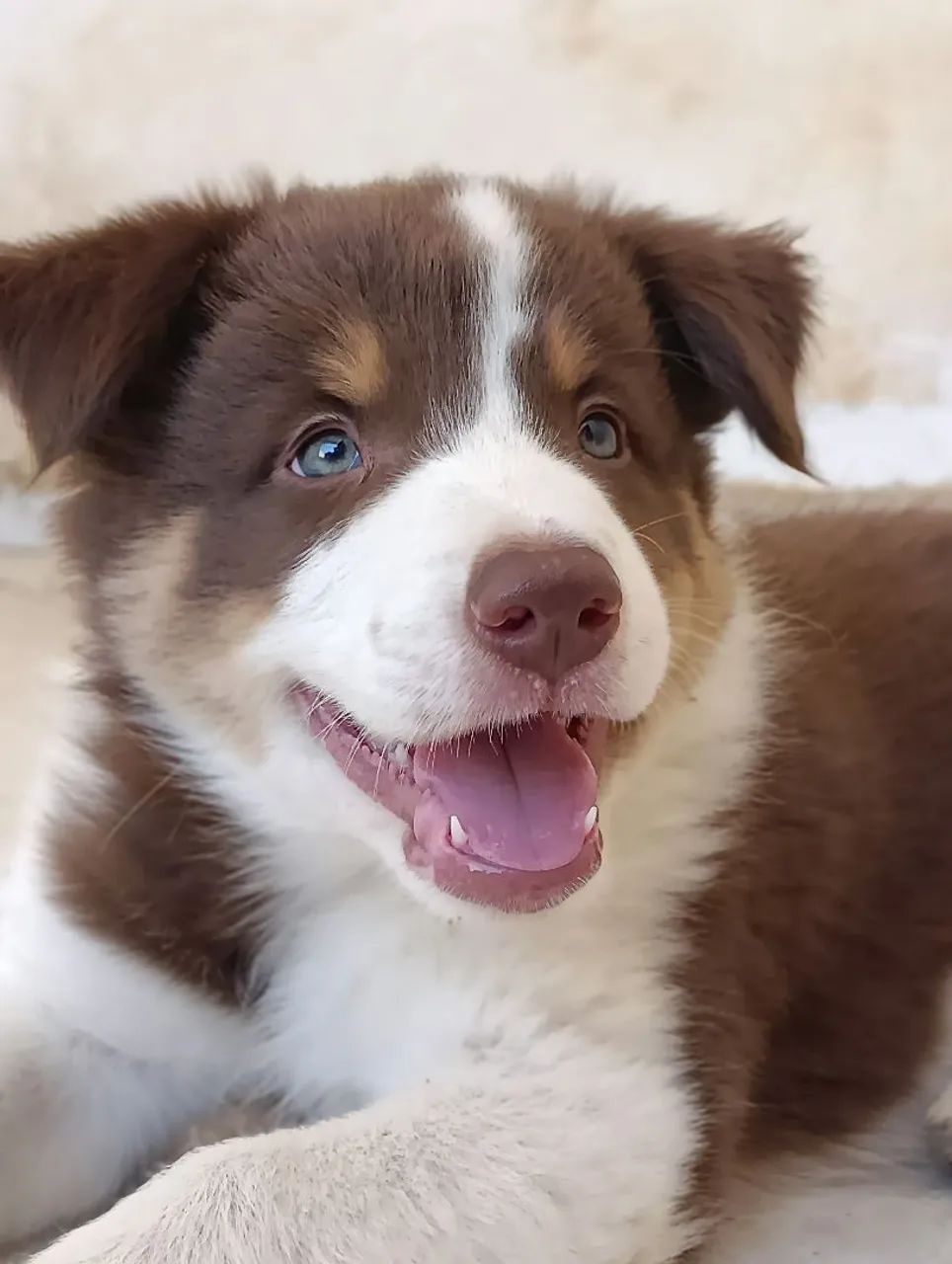 Border Collie  - Foto 2