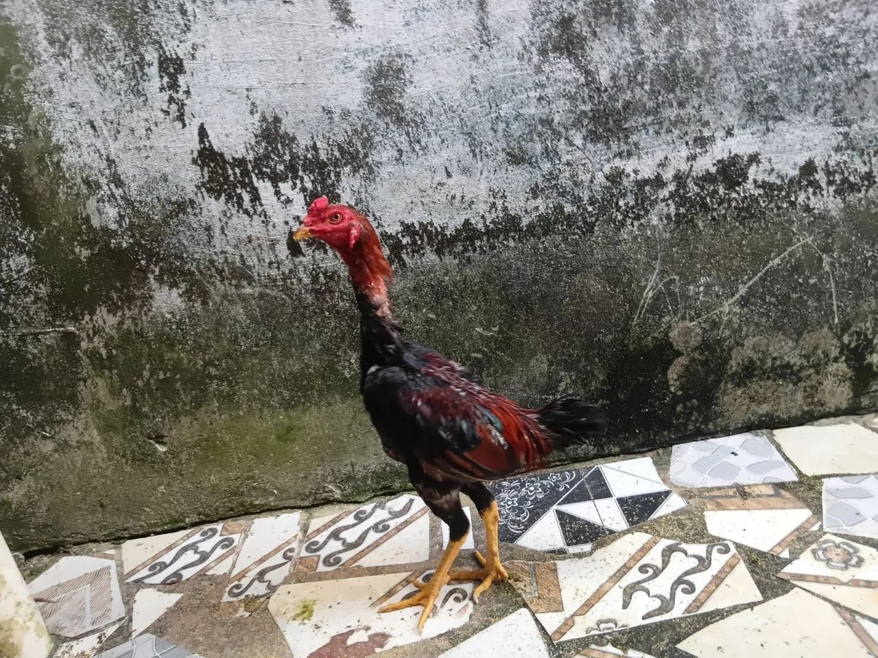 Vendo. Galos mouras e galinhas moura