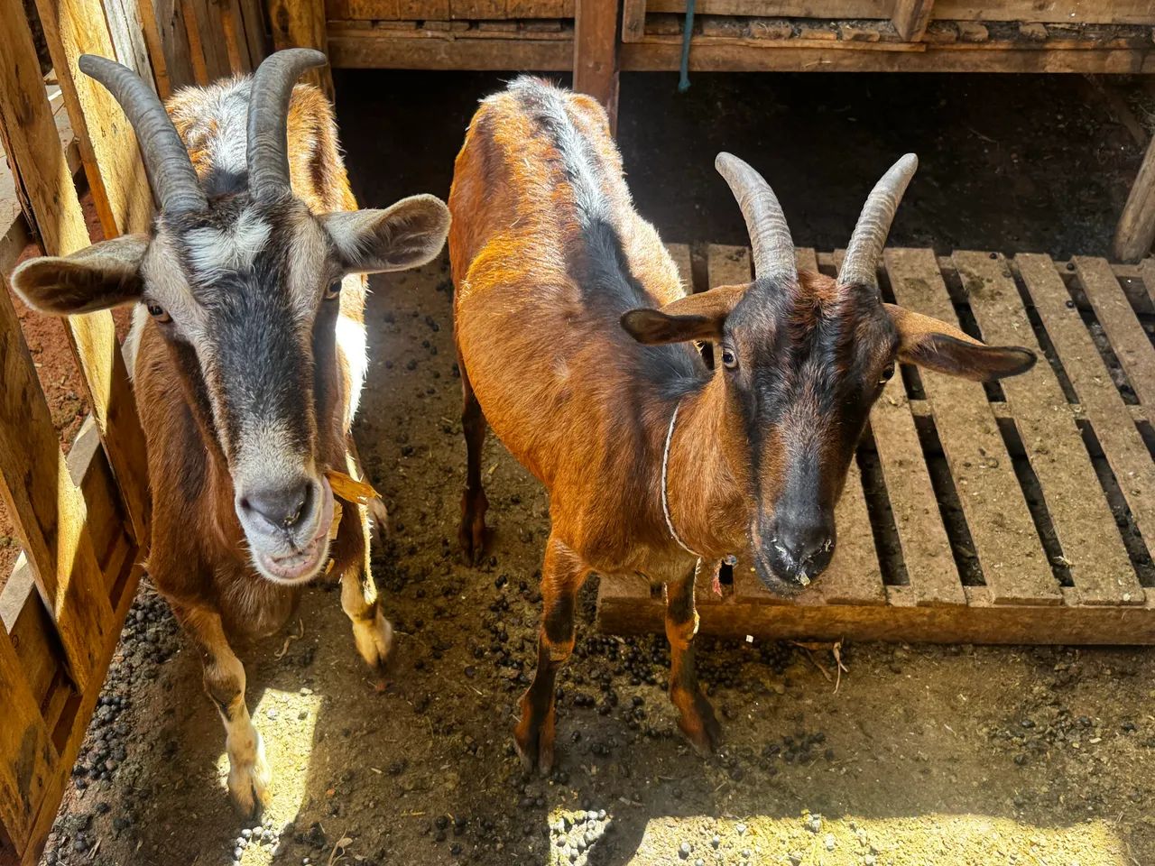 Cabras  - Foto 2