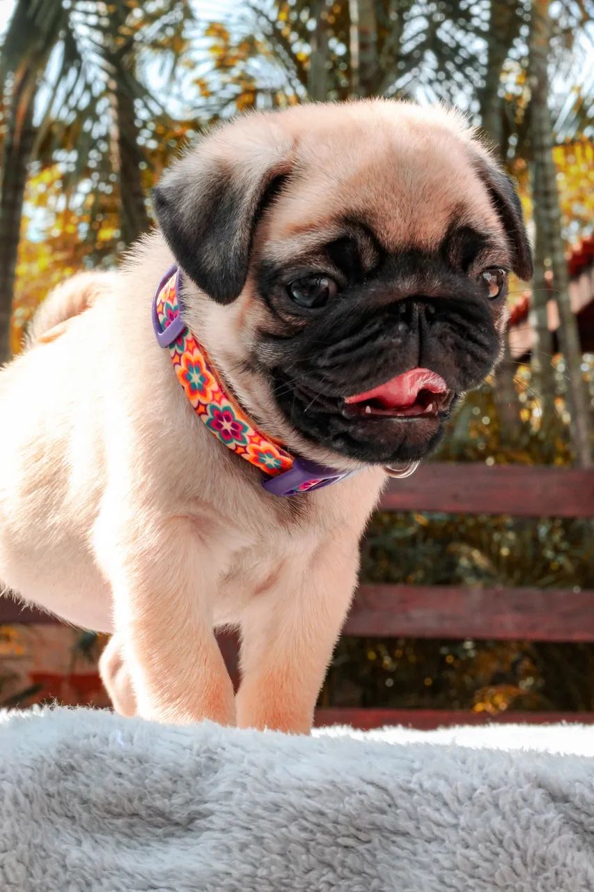 Pug  - Foto 5