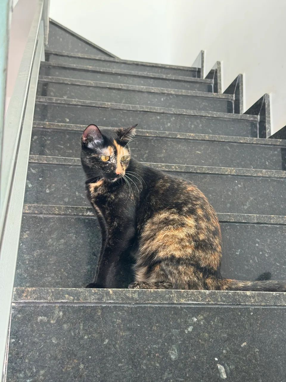 GATOS PARA ADOÇÃO RESPONSÁVEL  - Foto 3