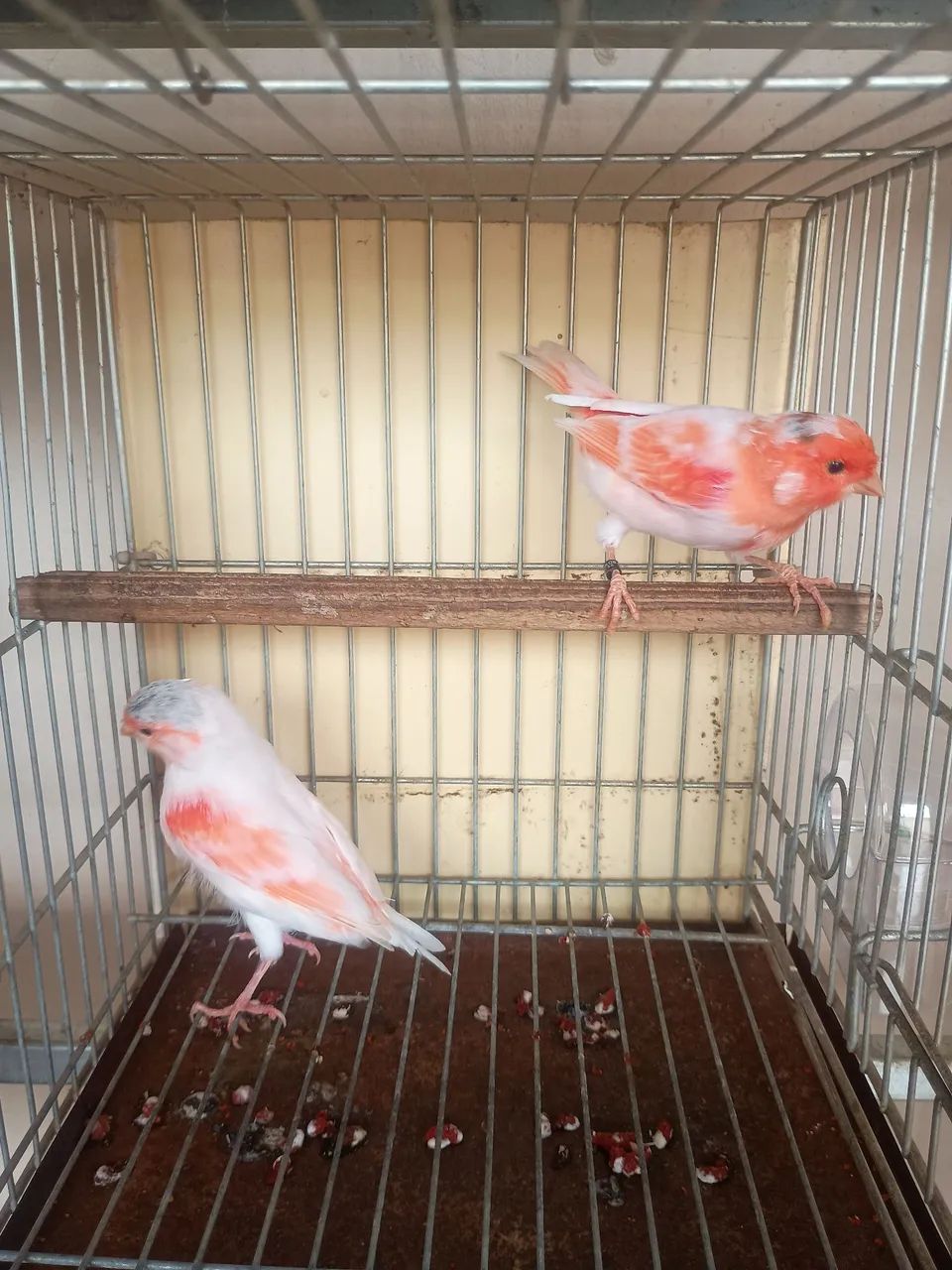 Vareas cor disponível vermelho intenso nenado mosaico 