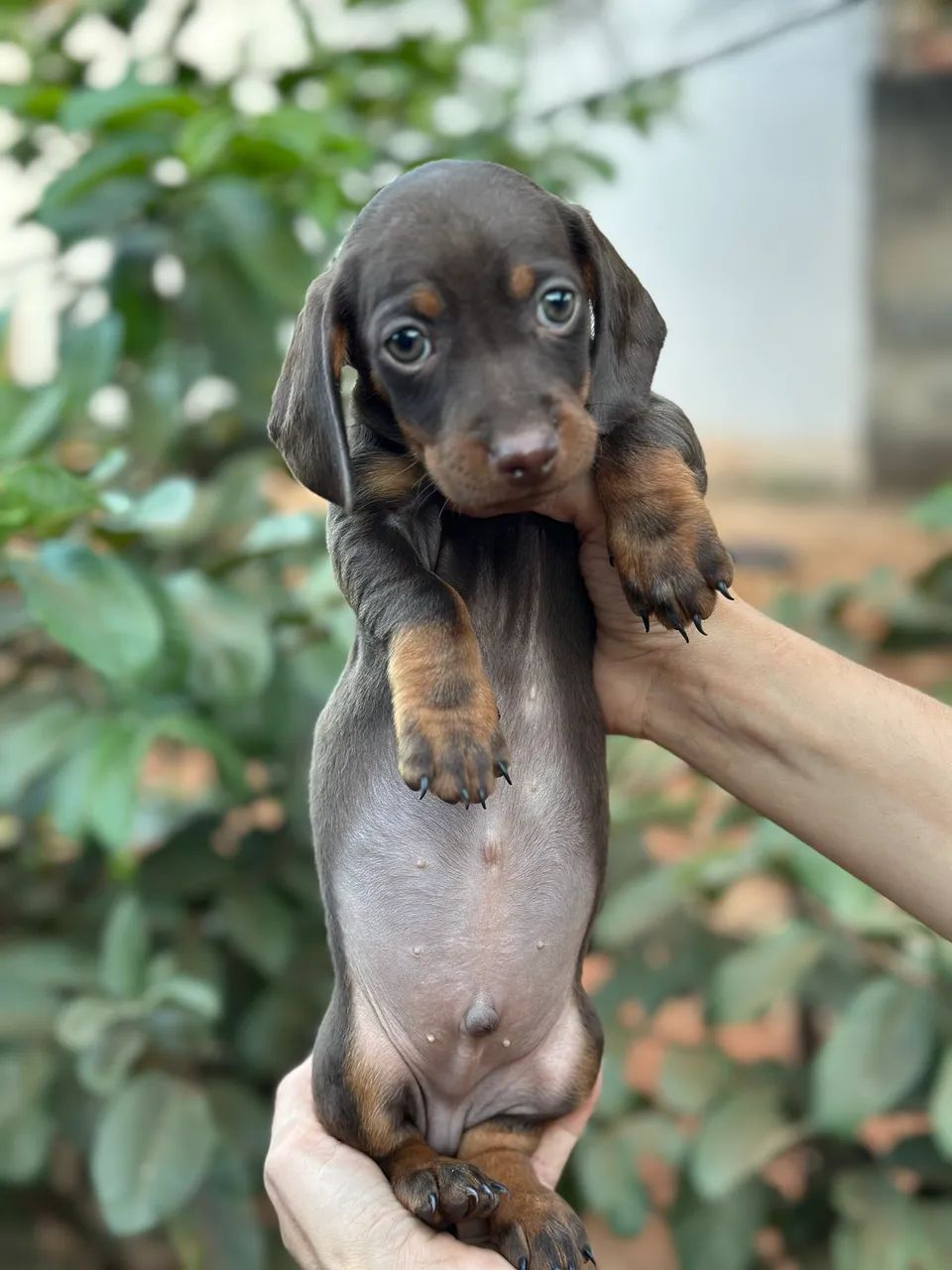 Dachshund/cofap macho chocolate 