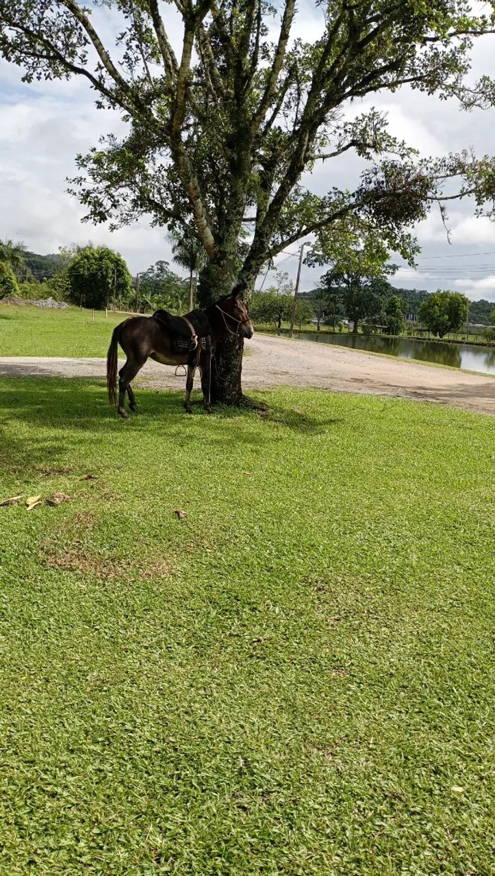 Burro - Foto 4