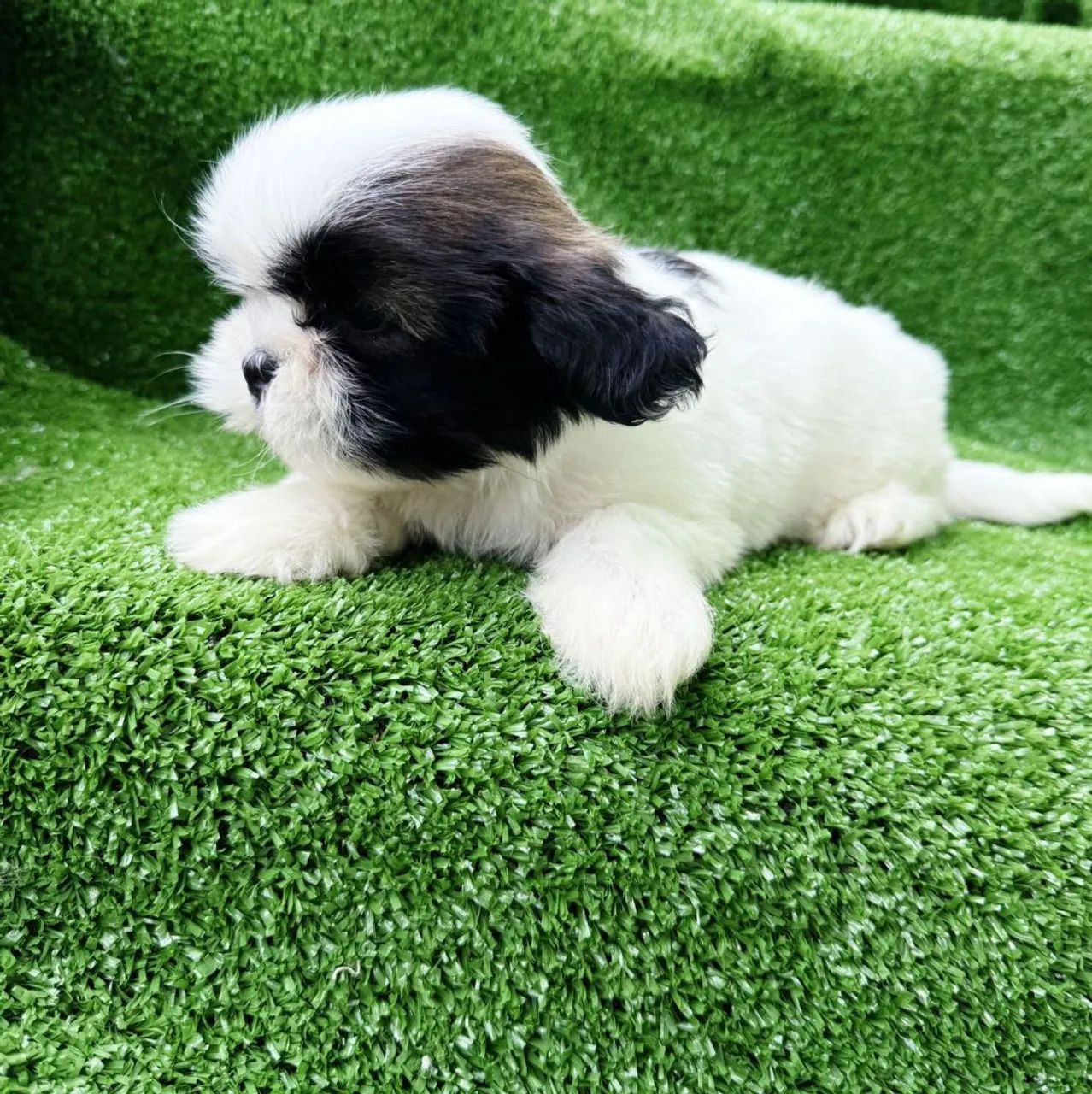 Shih Tzu brincalhão 