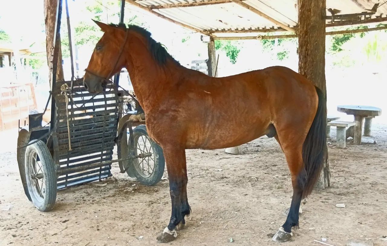 Cavalo  - Foto 3