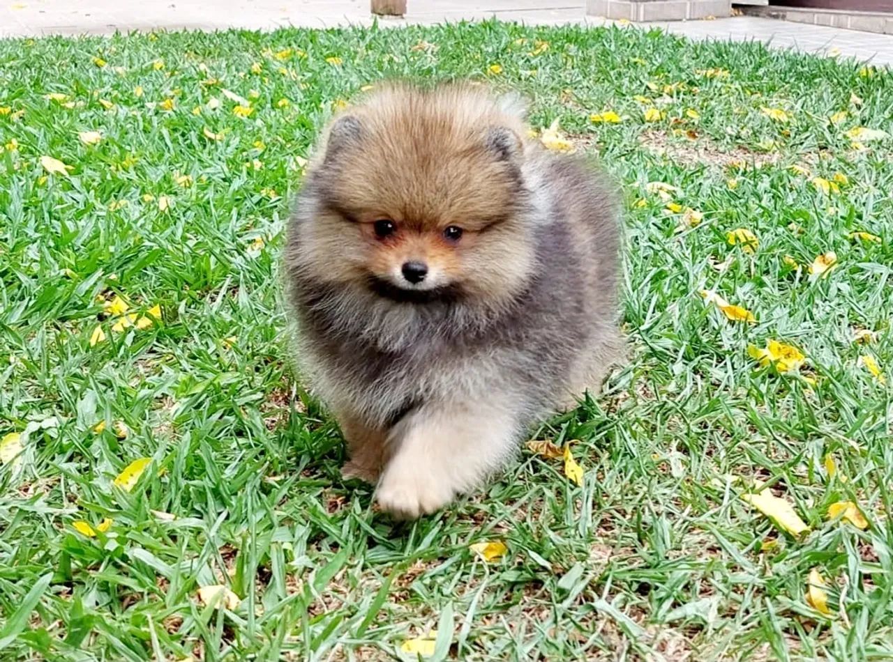 Lulu da Pomerania anões ursinhos  - Foto 6