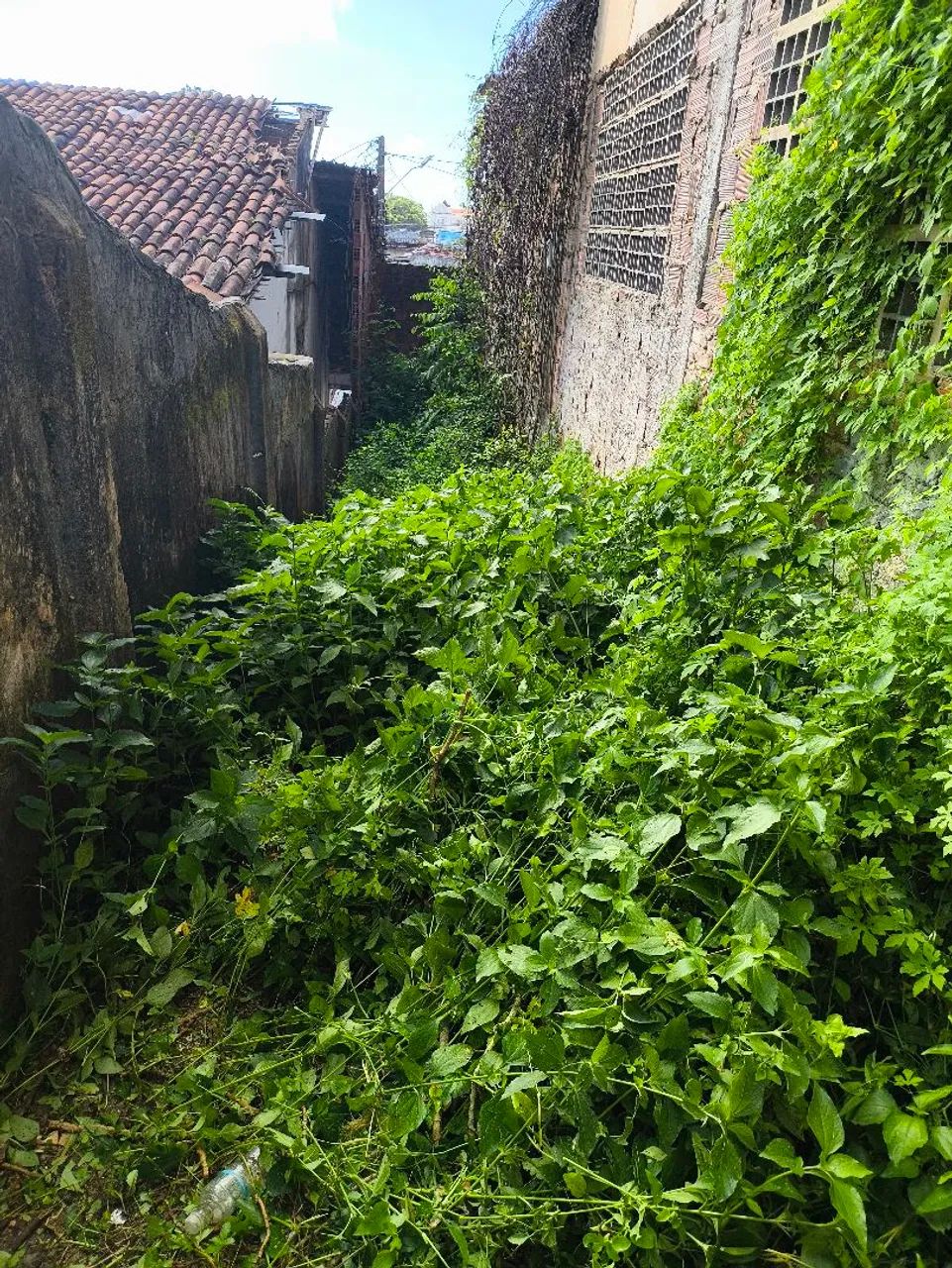 Limpeza de mato JP 