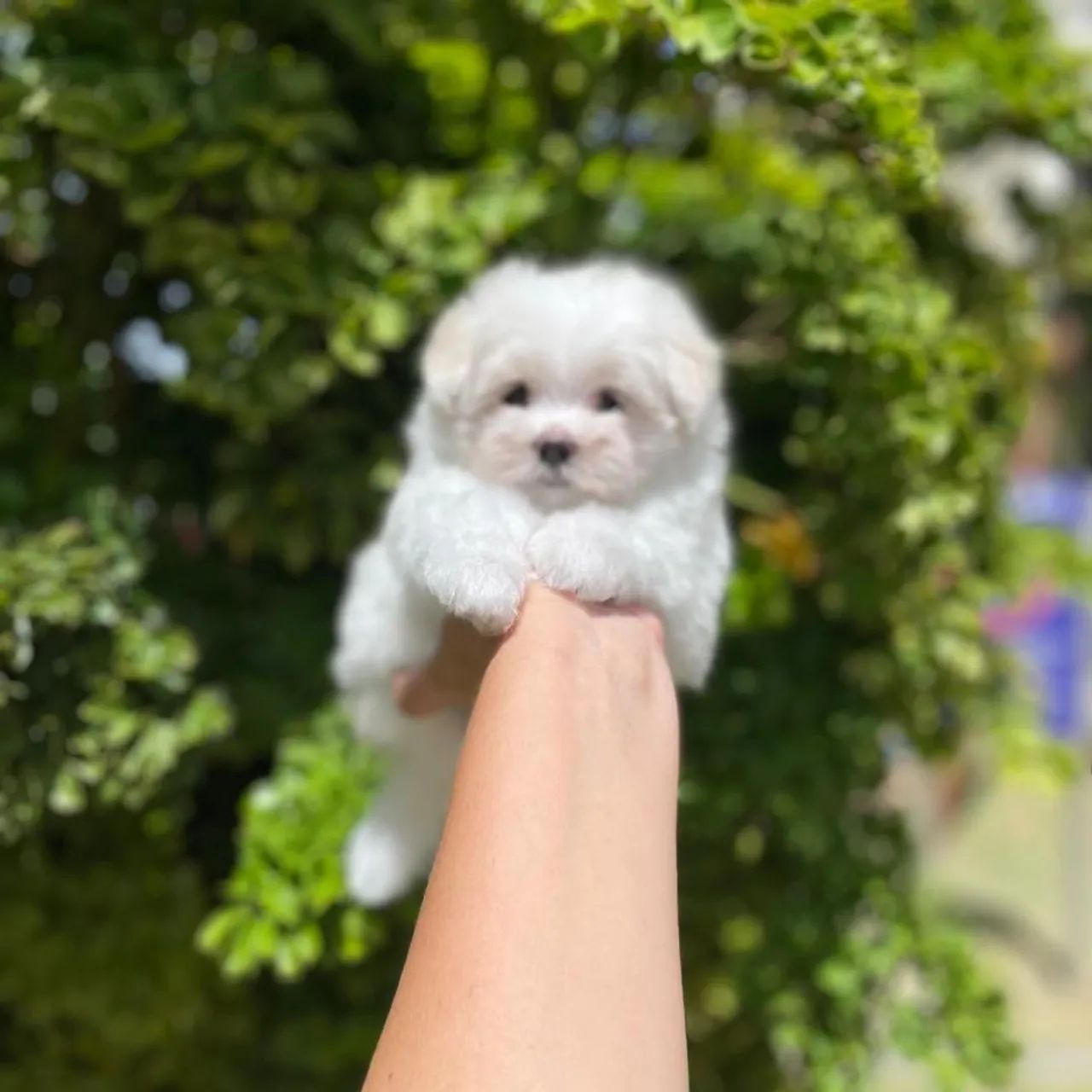 Maltês Micro Legítimos com Pedigree  - Foto 2