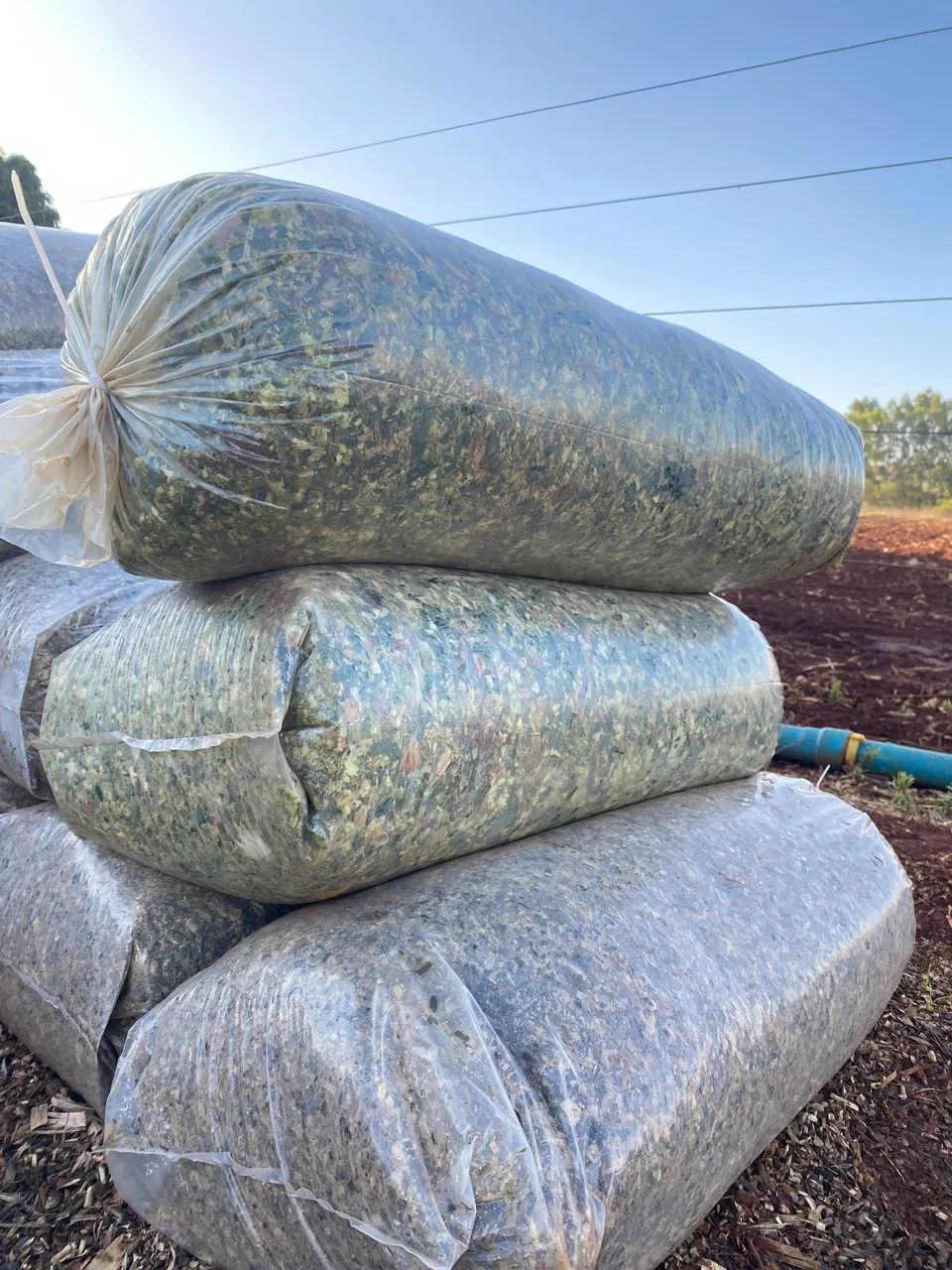 Silagem de milho a granel ou ensacada(27kg) - Foto 4