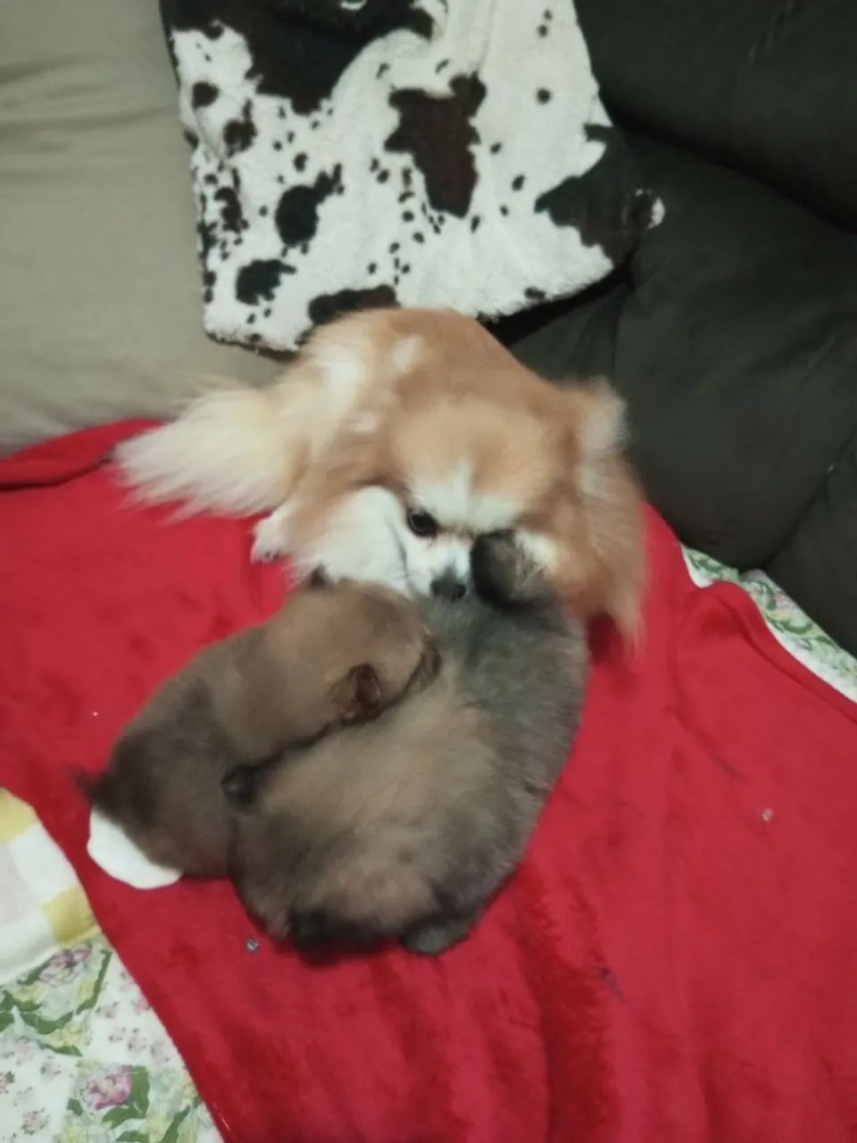 Spitz macho.filhotes. - Foto 3