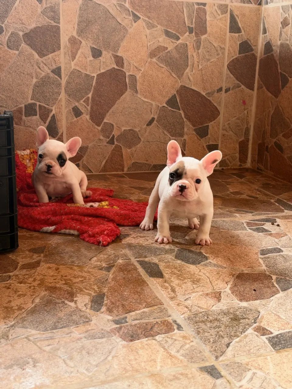 Bulldog francês  - Foto 2