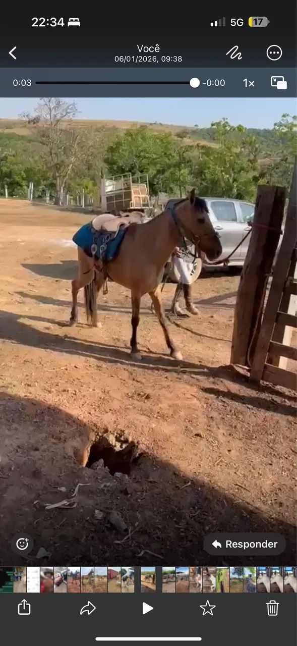 ÉGUA MARCHA PICADA PRENHA GARANHÃO PAMPA - Foto 4