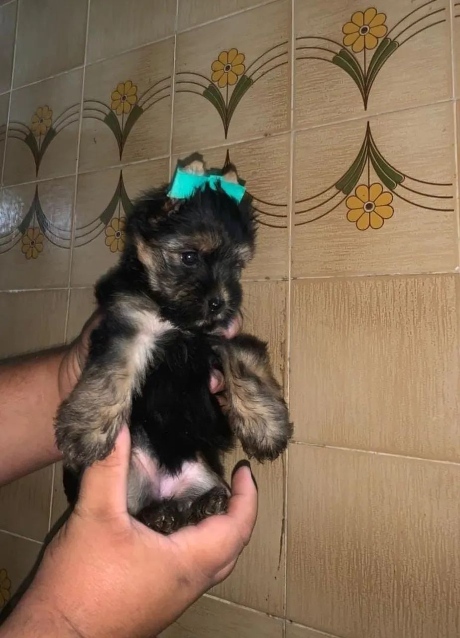 Yorkshire fêmea  - Foto 3