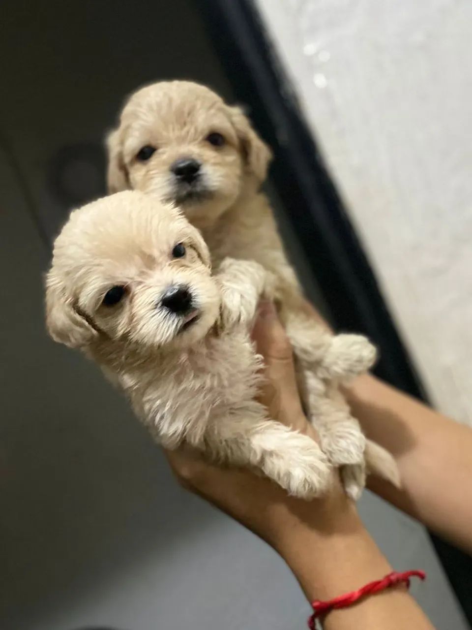 Vendo cachorro shih Tzu 