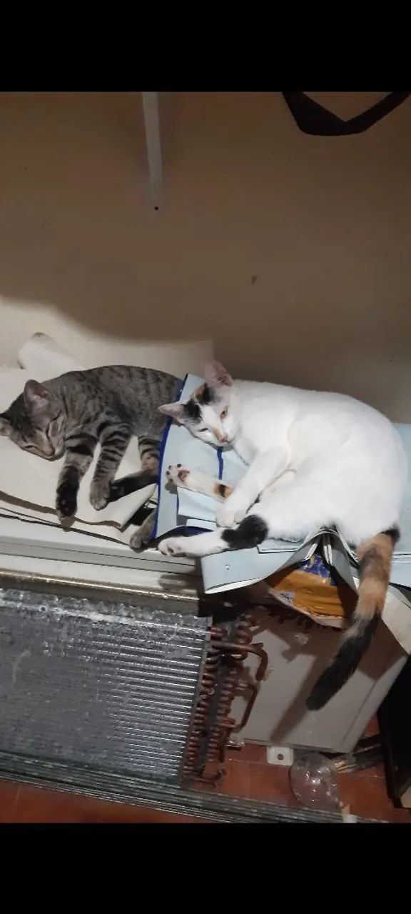 Gato adoção responsável  - Foto 2
