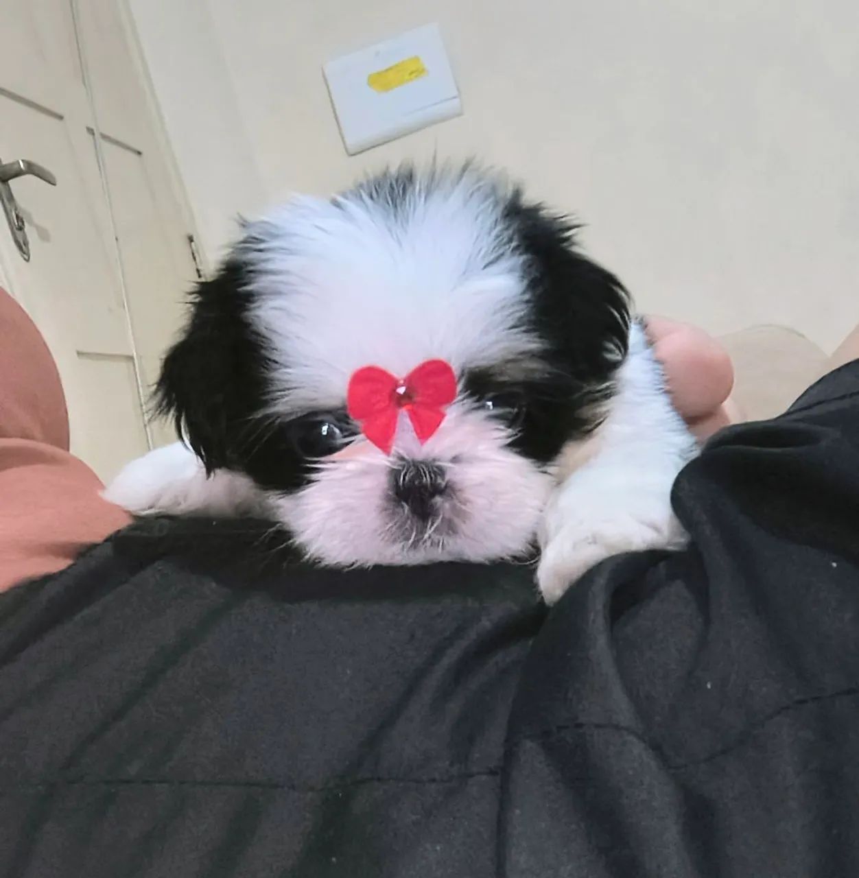 Fêmea Shih Tzu micro  - Foto 3