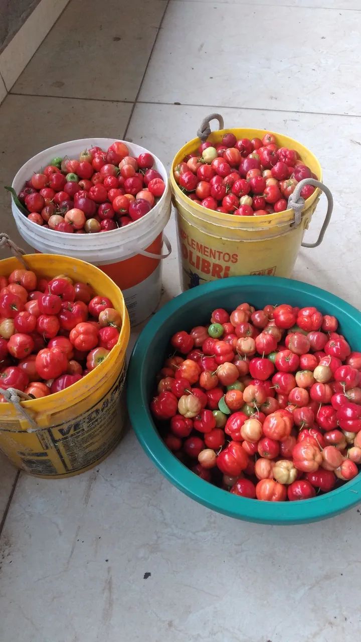 Acerola