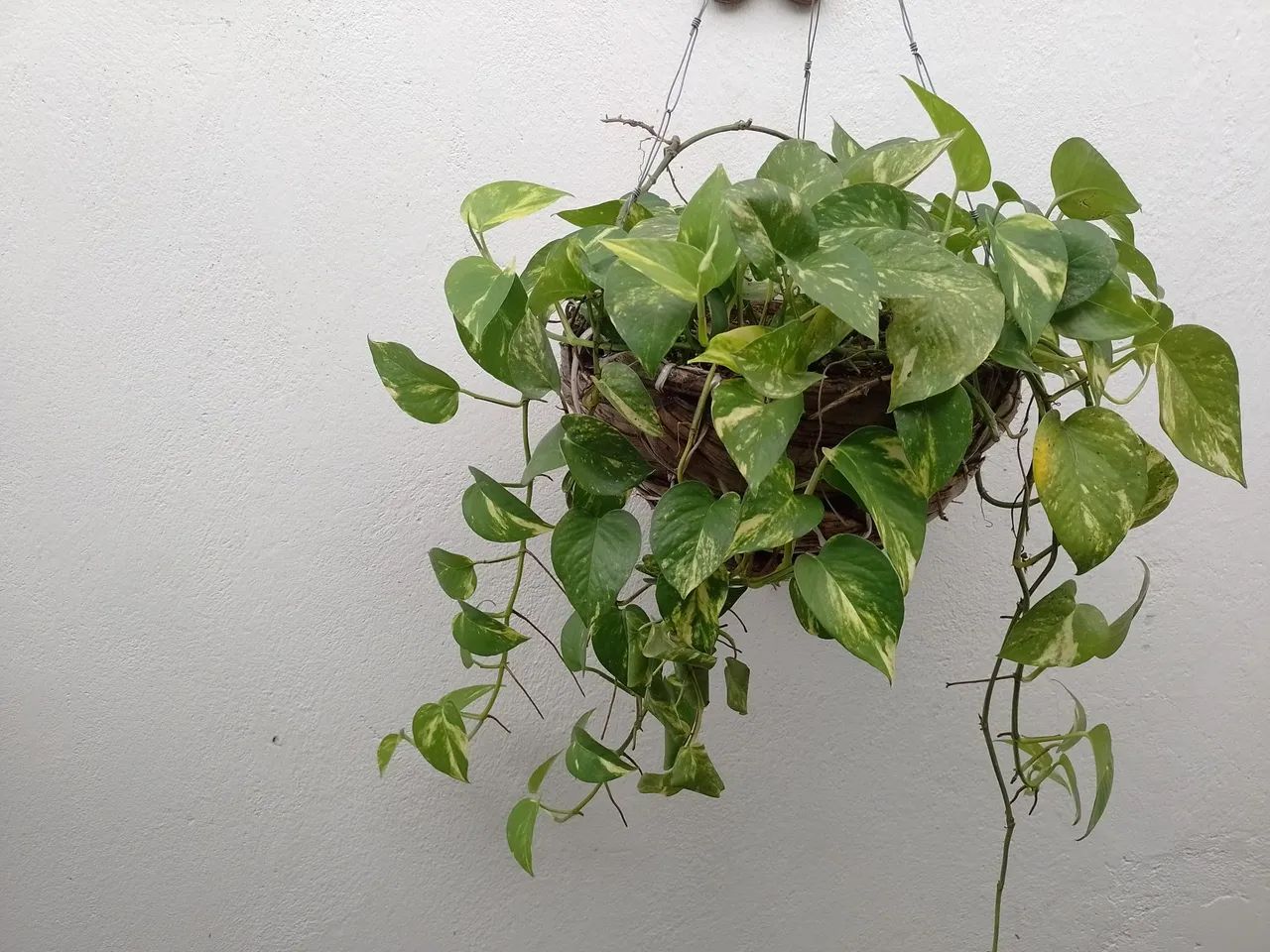 Plantas  - Foto 2