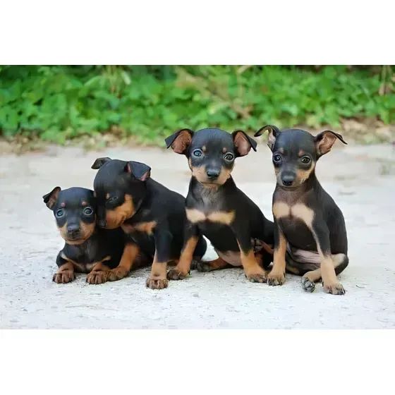 lindos pinscher 