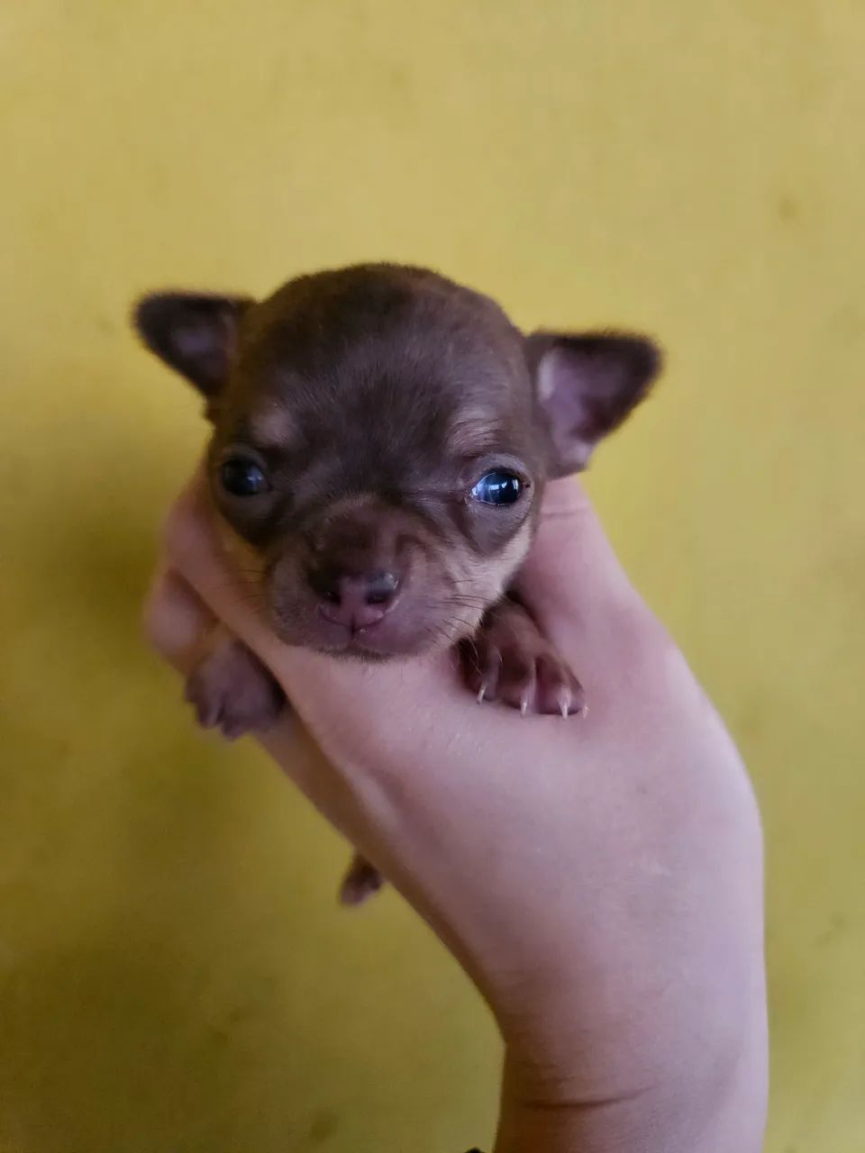 Chihuahua MACHO PELO CURTO - Foto 2