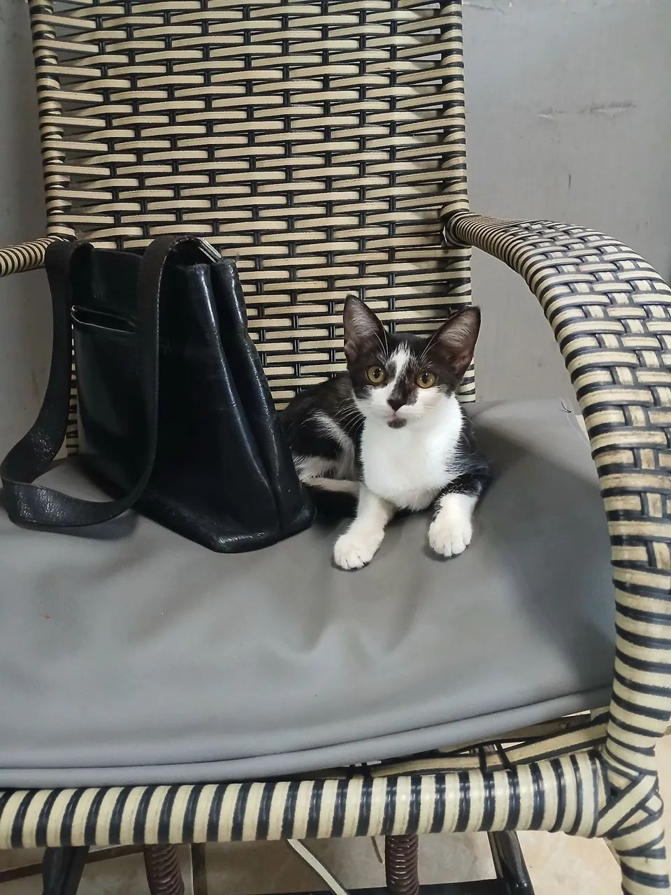 Gatinha para adoção  - Foto 4