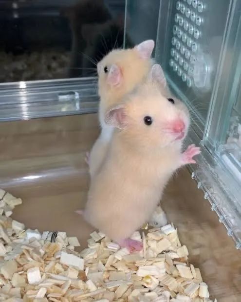 Hamster sírio  - Foto 3