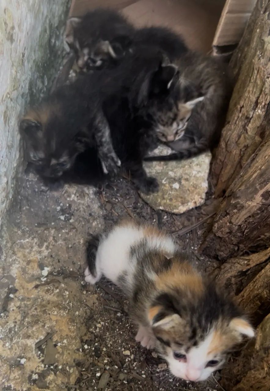Doação de gato  - Foto 5