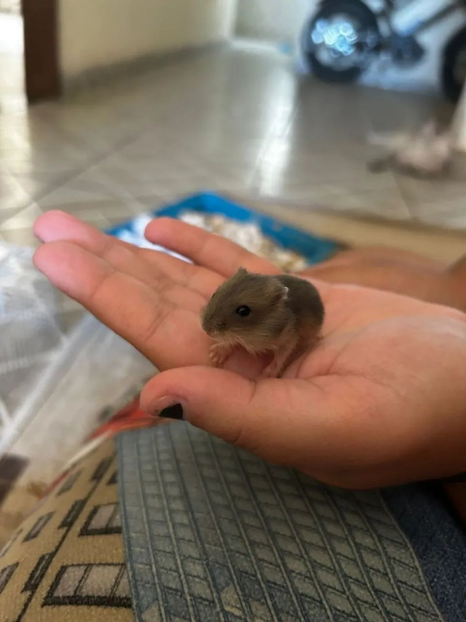 HAMSTERS ANÃO RUSSO FILHOTES  - Foto 4