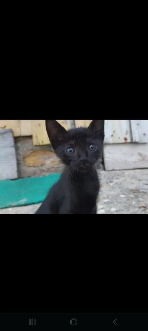 Gatinho macho para adoção  - Foto 2