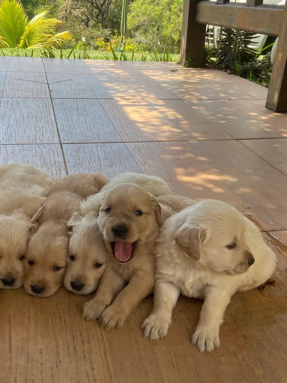 Golden retriever  - Foto 2