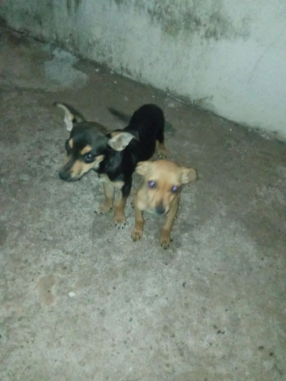 Doacao cachorro macho - Foto 3