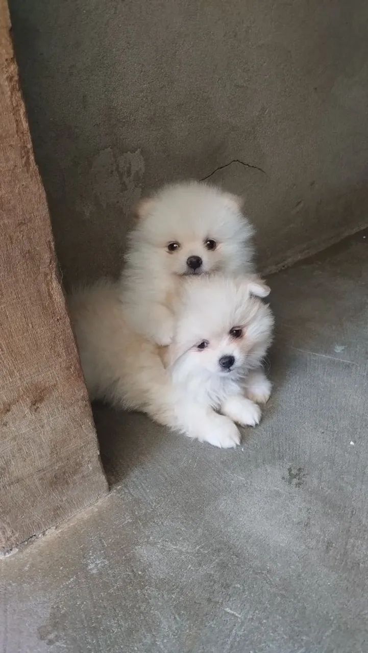 Cachorro Spitz  - Foto 3