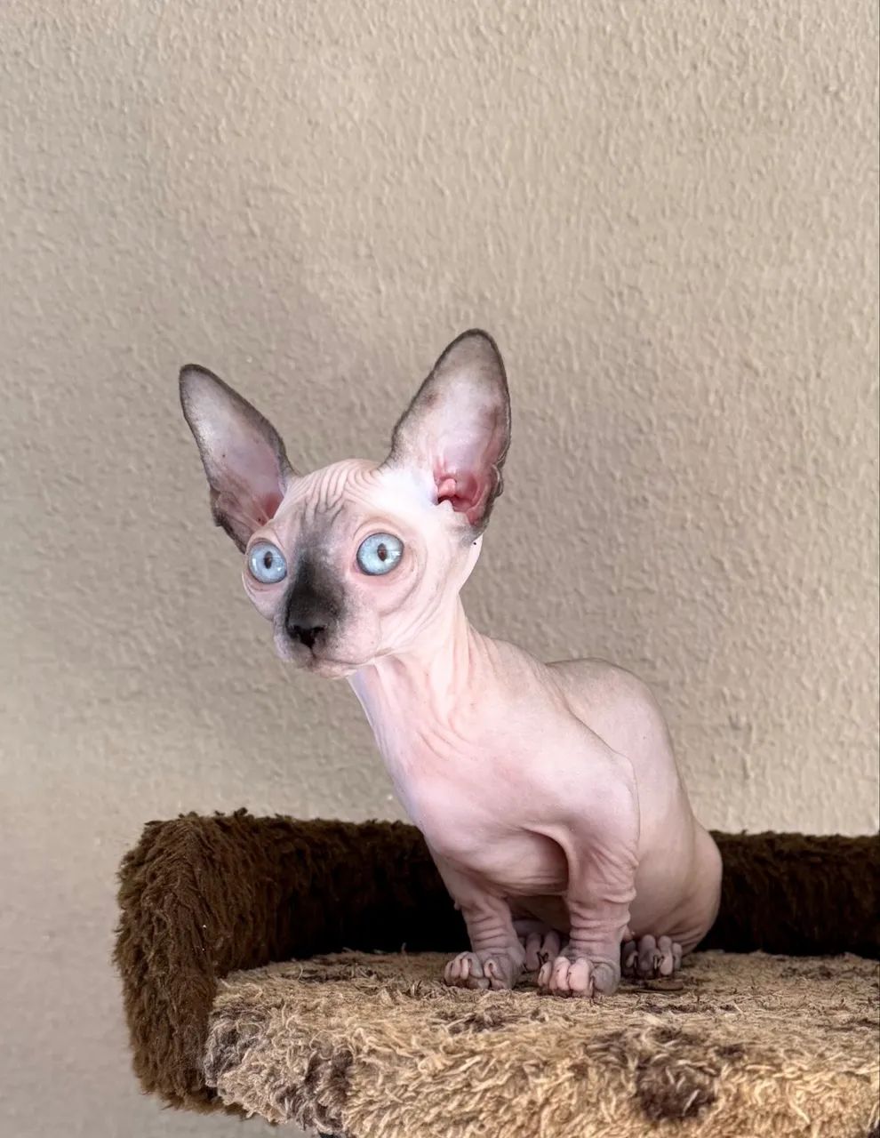 Filhote Sphynx  - Foto 5